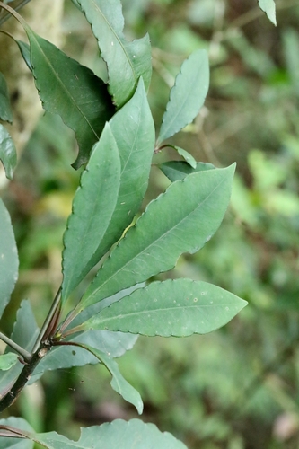 Ardisia hanceana, photograph 4