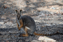Petrogale xanthopus