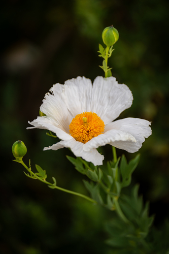 iNaturalist observation photo of Coulter's matilija poppy