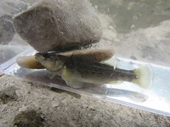 Etheostoma camurum