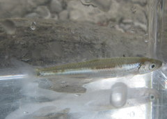 Notropis rubellus