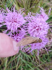 Atalopedes campestris huron