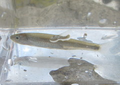 Notropis rubellus