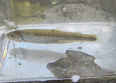 Notropis rubellus