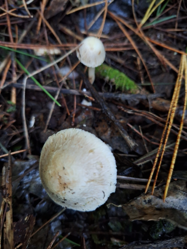 Inocybe sindonia · April 2025 · photo: © heidimeudt (iNaturalist, cc-by)