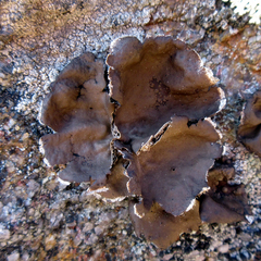 Umbilicaria muhlenbergii