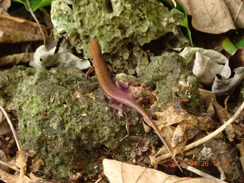 Carlia ailanpalai observed 2025-04-27