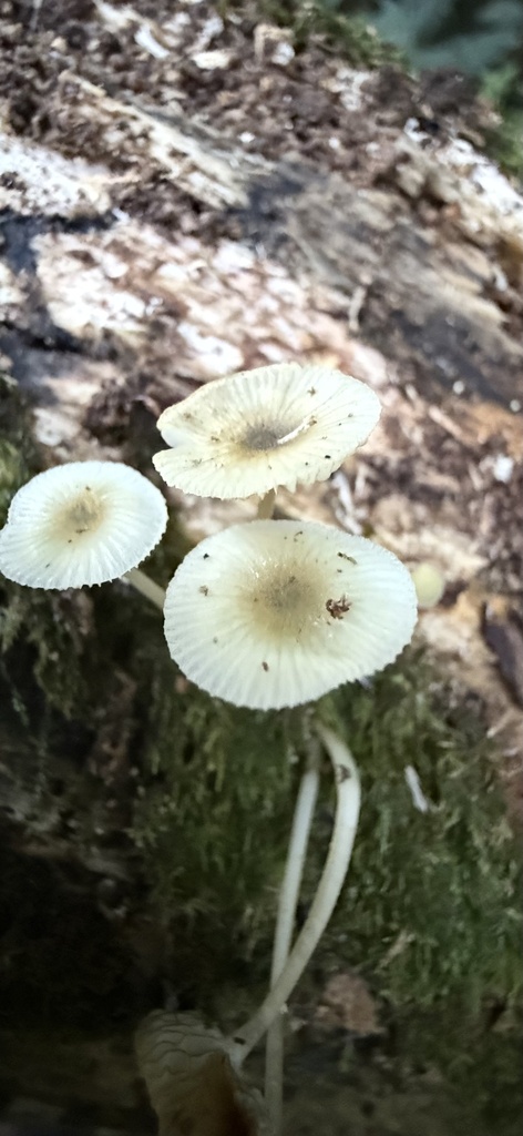 Mycena interrupta · April 2025 · photo: © mitchell_ousey (iNaturalist, cc-by)