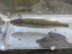 Notropis rubellus
