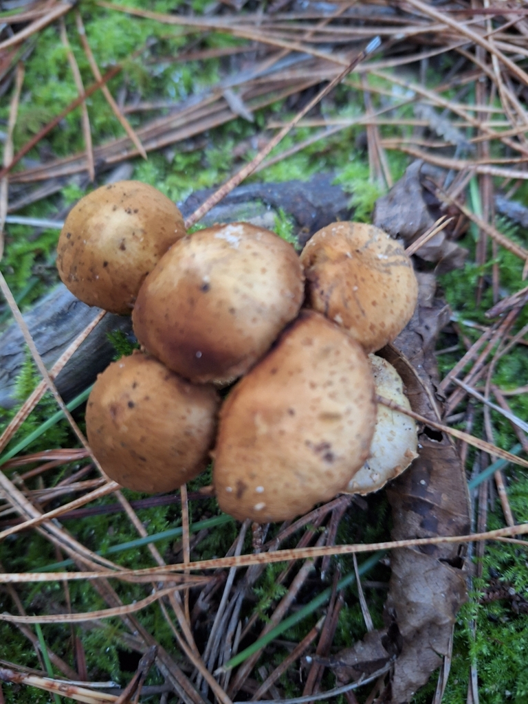 Pholiota subflammans · April 2025 · photo: © heidimeudt (iNaturalist, cc-by)