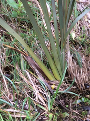 Phormium