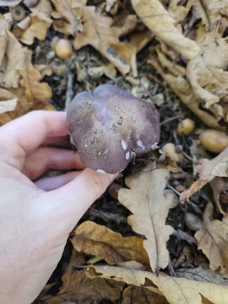 Collybia nuda · April 2025 · photo: © tyler_mcbeth (iNaturalist, cc-by-nc)