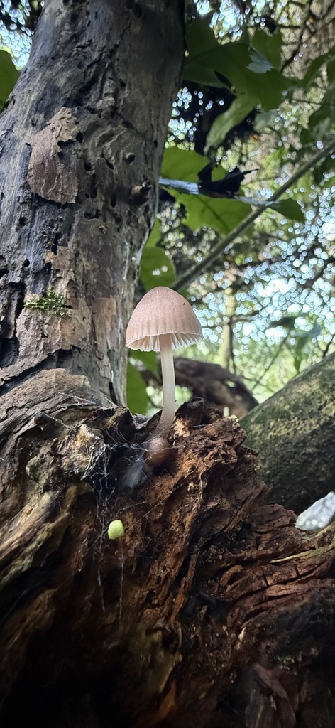 Mycena clarkeana · April 2025 · photo: © mitchell_ousey (iNaturalist, cc-by)