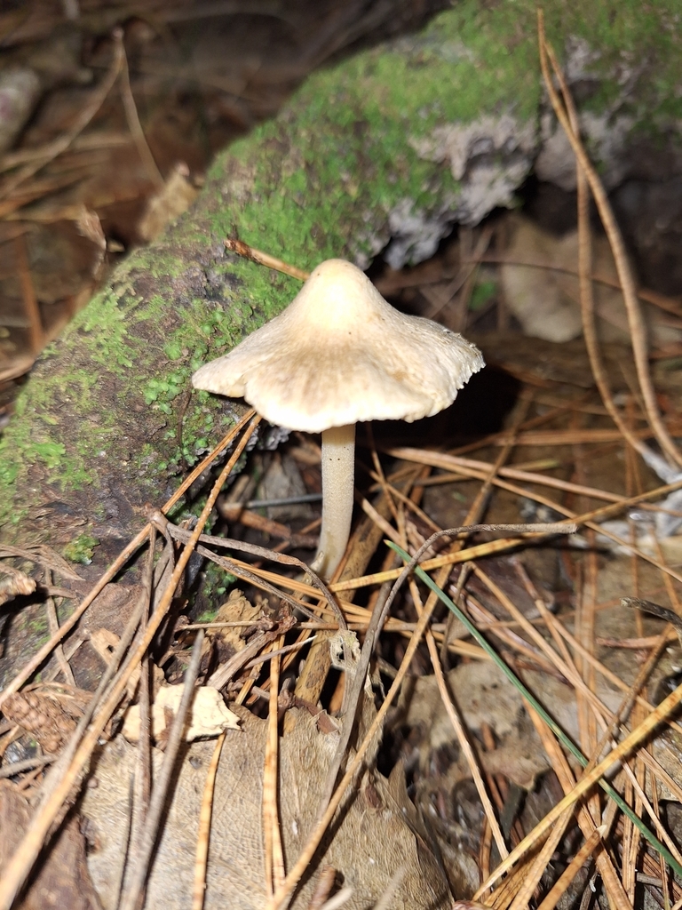 Inocybe sindonia · April 2025 · photo: © heidimeudt (iNaturalist, cc-by)
