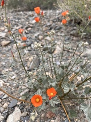 Sphaeralcea ambigua var. ambigua