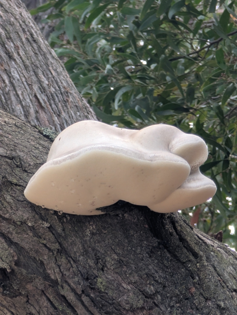 Laetiporus portentosus · April 2025 · photo: © cobic (iNaturalist, cc-by)