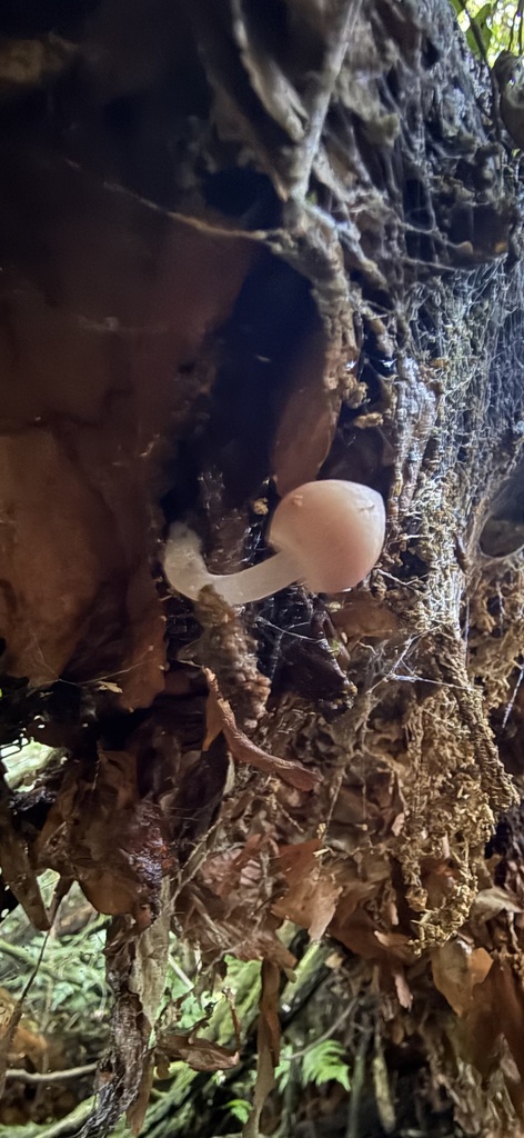 Mycena clarkeana · April 2025 · photo: © mitchell_ousey (iNaturalist, cc-by)