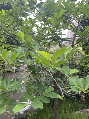 Foto de Magnólia