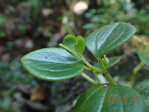 Peperomia mariannensis