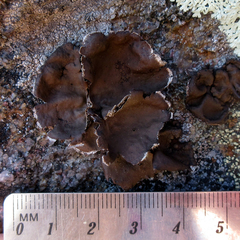 Umbilicaria muhlenbergii