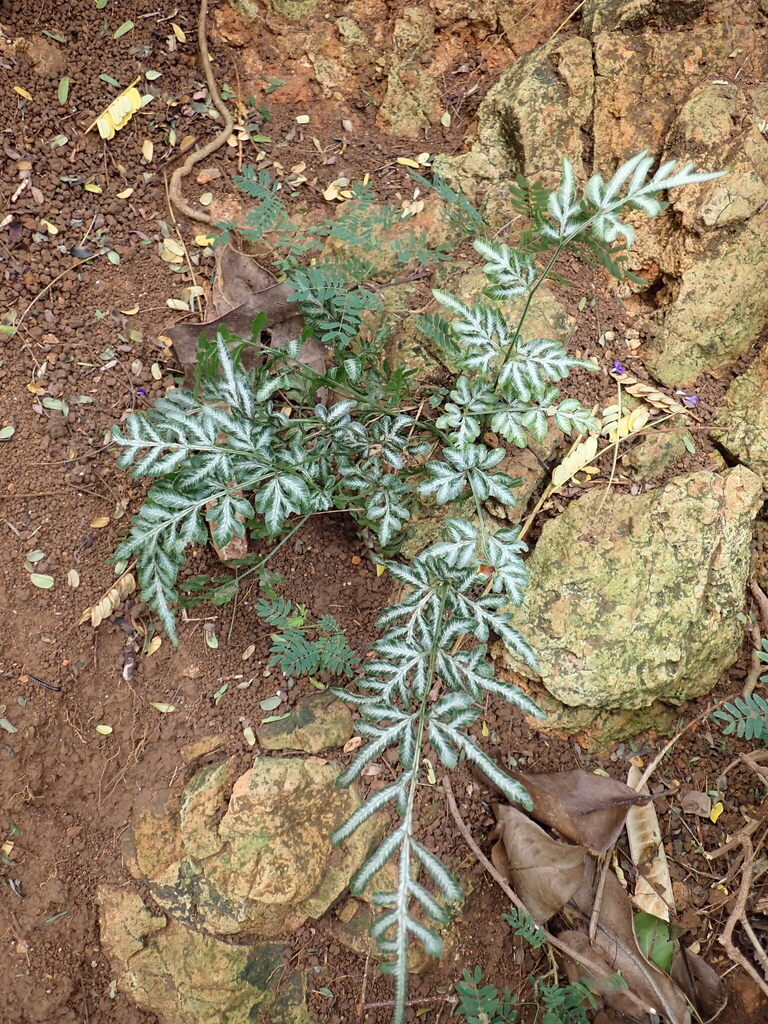 Pteris ensiformis, Pokoinu-I-Raro Tapere, Arorangi, Cook Islands
