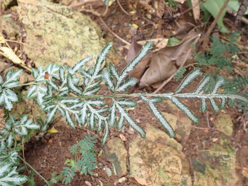 Pteris ensiformis