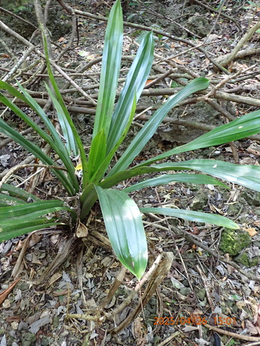 Pandanus dubius, photograph 5