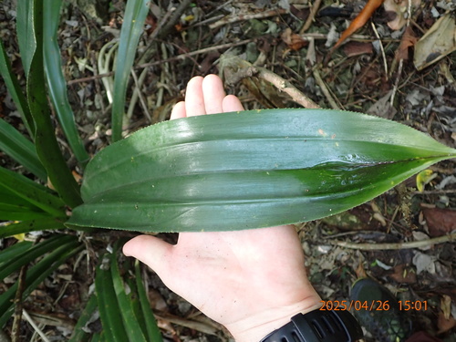 Pandanus dubius, photograph 6