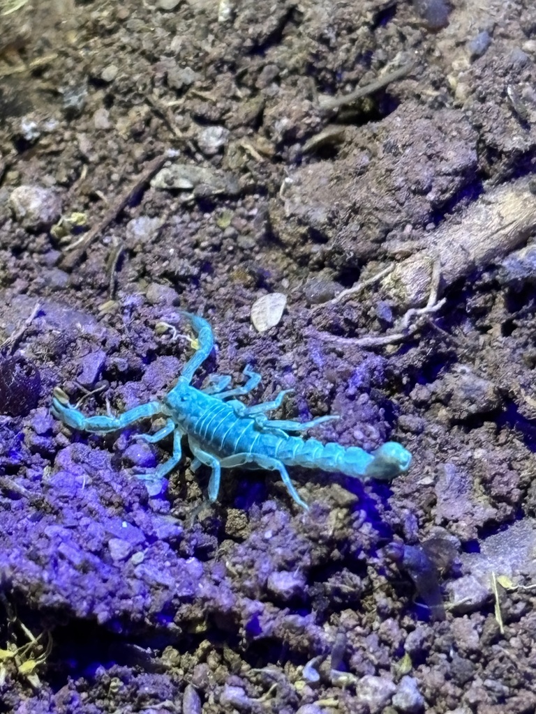 Maaykuyak vittatus