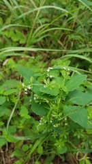 Galium asprellum