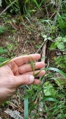Elymus virginicus virginicus