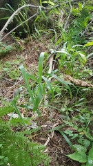 Elymus virginicus virginicus