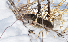 Microtus ochrogaster