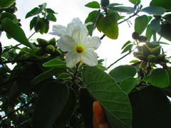 Cordia boissieri