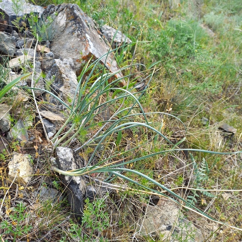 Allium petraeum