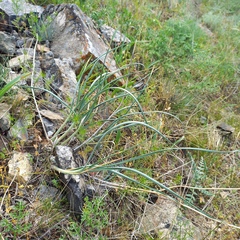 Allium petraeum