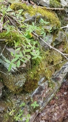 Moehringia lateriflora