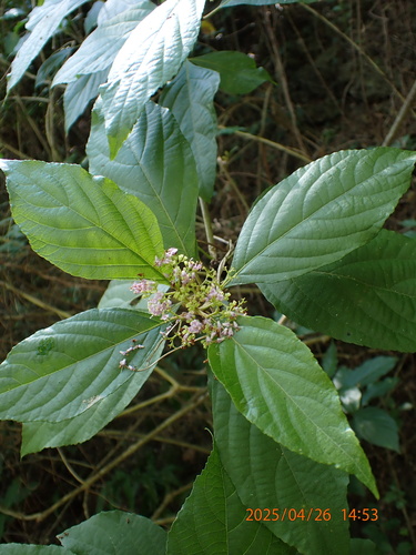 Callicarpa candicans, photograph 2