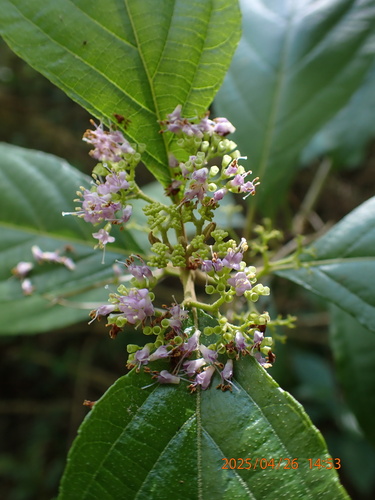 Callicarpa candicans, photograph 3