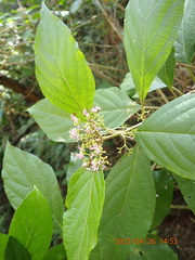 Callicarpa candicans, photograph (c) fletchermoore, some rights reserved (CC BY)