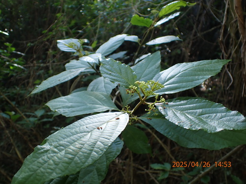 Callicarpa candicans, photograph 5