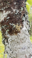 Sphaerophorus globosus