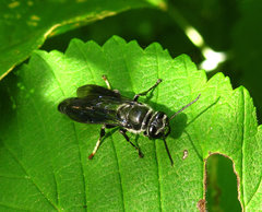 Trypoxylon lactitarse