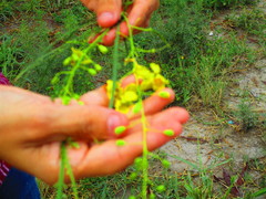 Parkinsonia aculeata