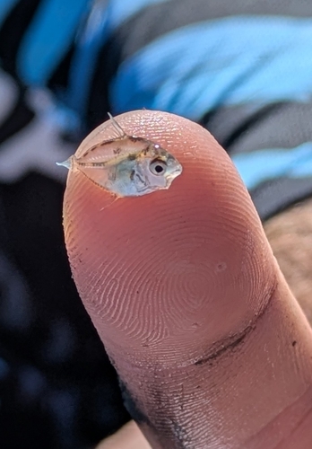 Oblong ponyfish (Nuchequula gerreoides) — Leiognathidae