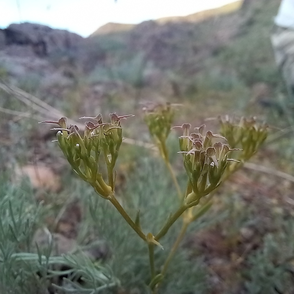 Valerianella cymbaecarpa