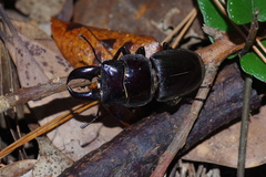 Serrognathus titanus okinawanus