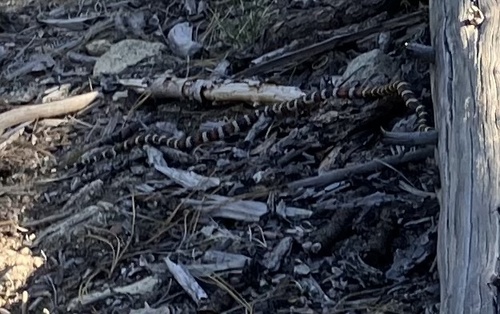 iNaturalist observation photo of California Mountain Kingsnake