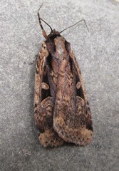 Eueretagrotis sigmoides