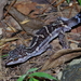 Kuroiwa's Ground Gecko - Photo (c) Takaaki Hattori, some rights reserved (CC BY), uploaded by Takaaki Hattori